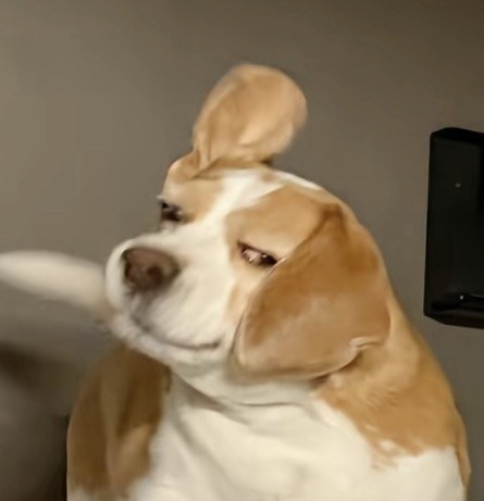 小熊